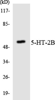 SR-3A antibody