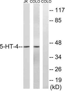 SR-4 rabbit pAb