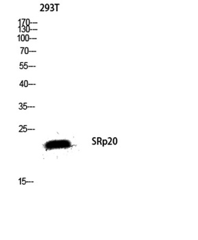 SRp20 rabbit pAb Antibody