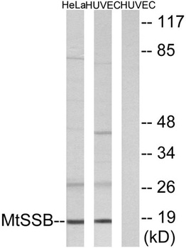 SSBP1 rabbit pAb