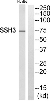 SSH3 antibody