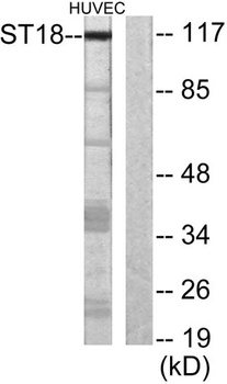 ST18 rabbit pAb