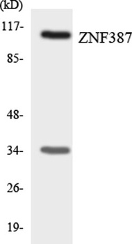 ST18 rabbit pAb