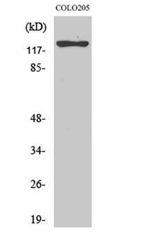 ST5 antibody