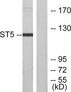 ST5 antibody