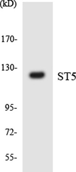 ST5 antibody