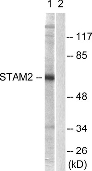 STAM2 rabbit pAb