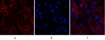 Stat1 antibody