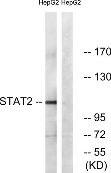 Stat2 rabbit pAb