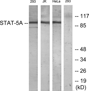 Stat5a rabbit pAb