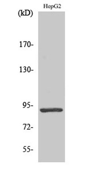 Stat5 rabbit pAb