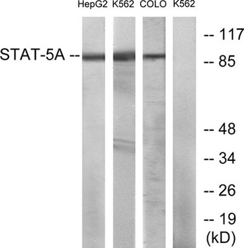 Stat5 rabbit pAb