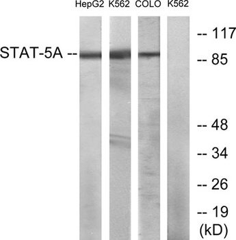 Stat5 antibody