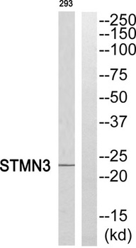 Stathmin-3 rabbit pAb