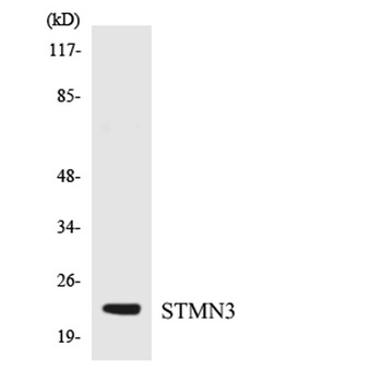 Stathmin-3 rabbit pAb