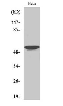 STK33 rabbit pAb