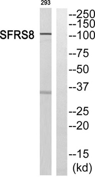 SWAP antibody