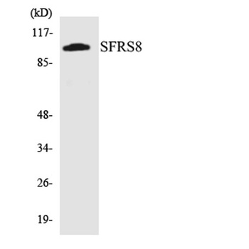 SWAP antibody