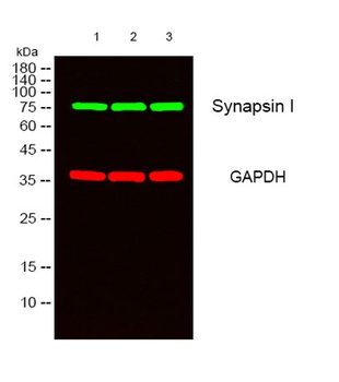 Synapsin I antibody