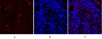 Synapsin I antibody