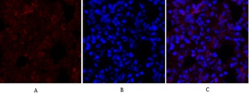Synapsin I rabbit pAb
