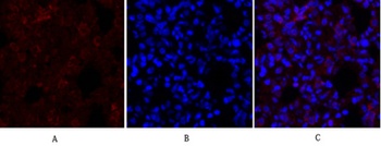 Synapsin I antibody