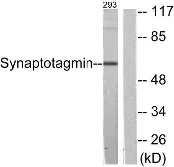 Synaptotagmin rabbit pAb