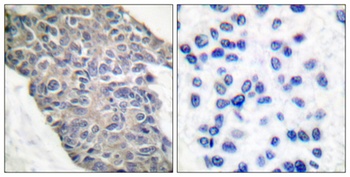 Synaptotagmin rabbit pAb