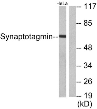 Synaptotagmin rabbit pAb