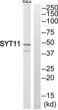 Synaptotagmin XI antibody