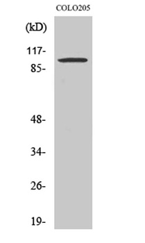 Synphilin-1 rabbit pAb