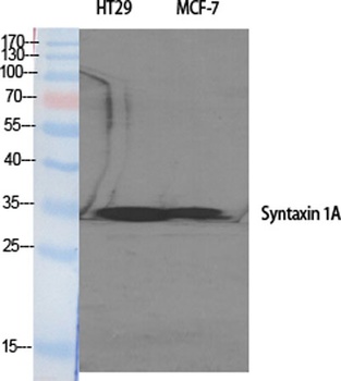 Syntaxin 1 rabbit pAb
