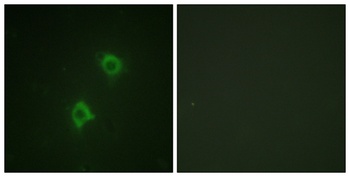 Syntaxin 1 rabbit pAb