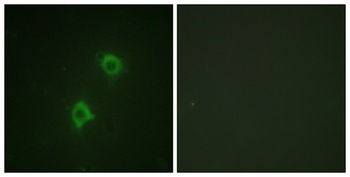 Syntaxin 1 antibody