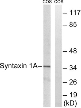 Syntaxin 1 antibody