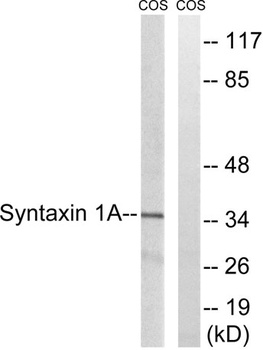 Syntaxin 1 rabbit pAb