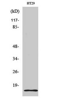 Synuclein-γ rabbit pAb Antibody