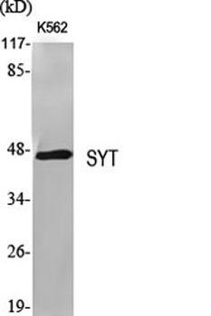 SYT rabbit pAb