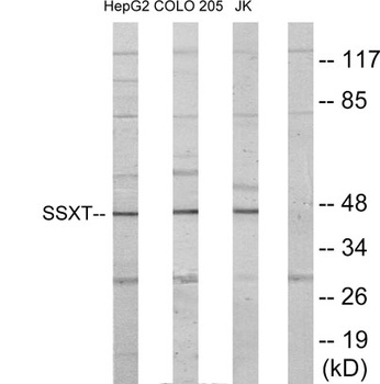 SYT antibody