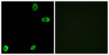 T2R39 antibody