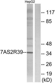 T2R39 rabbit pAb