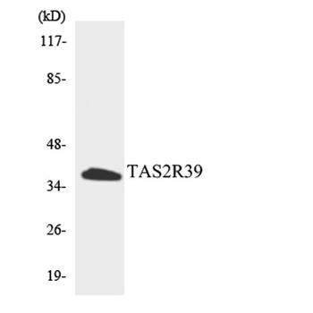 T2R39 rabbit pAb