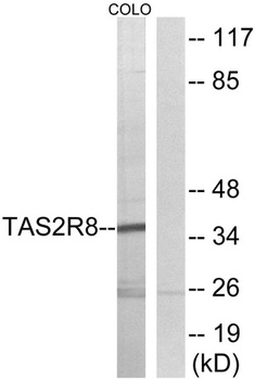 T2R8 rabbit pAb