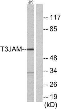 T3JAM antibody