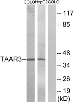 TAAR3 antibody
