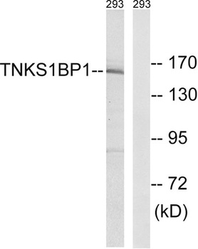 TAB182 rabbit pAb