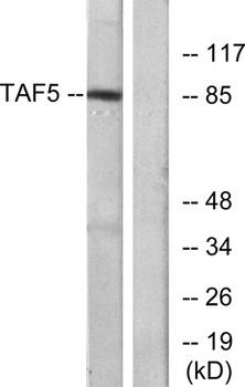 TAF II p100 antibody