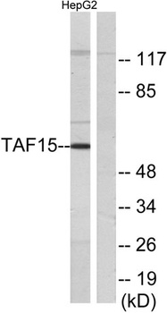 TAF II p68 antibody