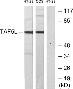 TAF5L rabbit pAb