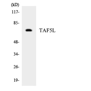 TAF5L rabbit pAb